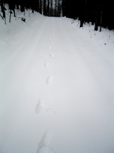 Running Footprints Running in the Snow
