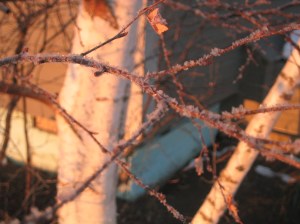 More Frosty Twigs