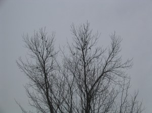 Robins in Tree Robins on High