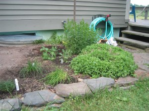 Freshly Planted Herbs Next to Established Herbs