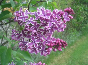 More Lilacs in Bloom