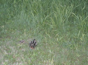 Snipe and Chick on Grass Visual of the Elusive Critter