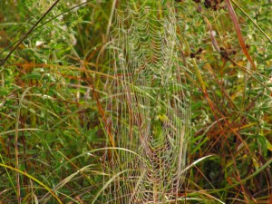 Web Hanging in the Morning Dew