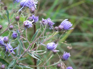 Asters, September