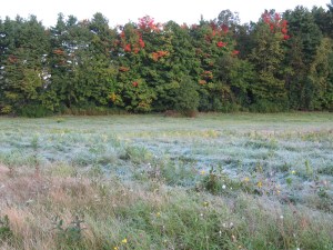 Frost on the Cut Field