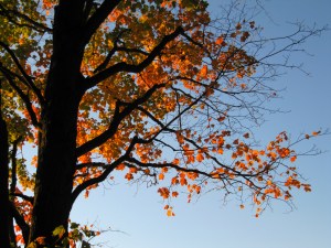 First Light on a Turning Maple