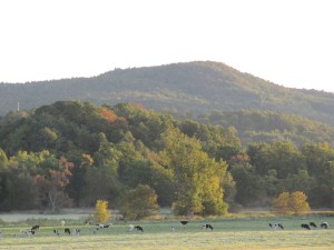 Cows Appreciate the Sun's Warmth