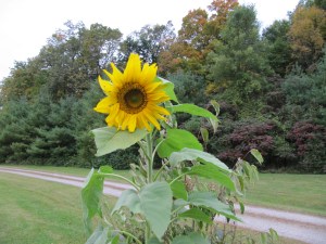 Sunflower Finally Blooming