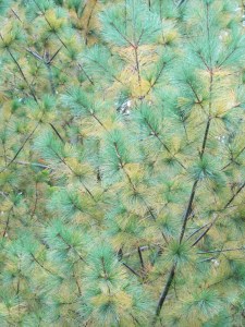 White Pine Needles