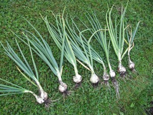 Onions Out of the Dirt