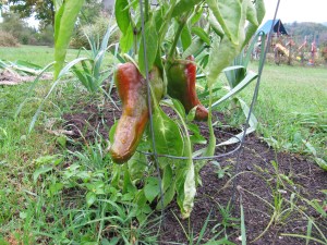 Peppers Almost Ripe