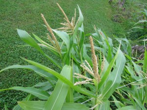 Popcorn Still Making a Go of It