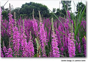 Purple Loosestrife (Caroline Savage, Saint Lawrence Centre)