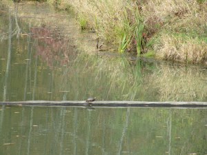 At Dead Creek--No Geese but a Turtle