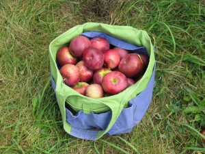 More Apples From Shelburne Orchard