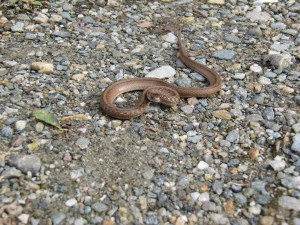 Milk Snake by the House
