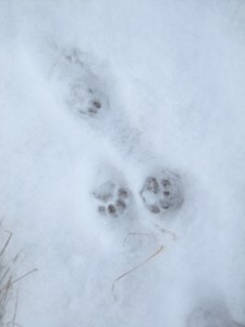 Bobcat Tracks, Matt Beagle Bourgault