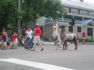 Llamas at Parade