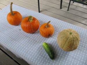 Pumpkins, melon, cucumber
