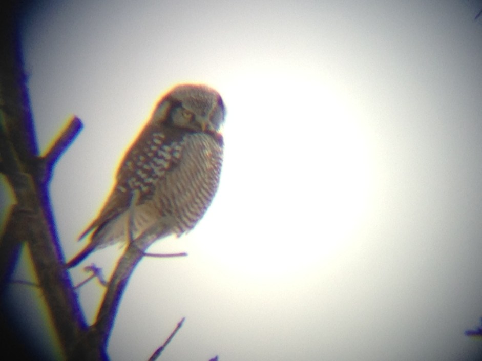 Northern Hawk Owl in Waterbury