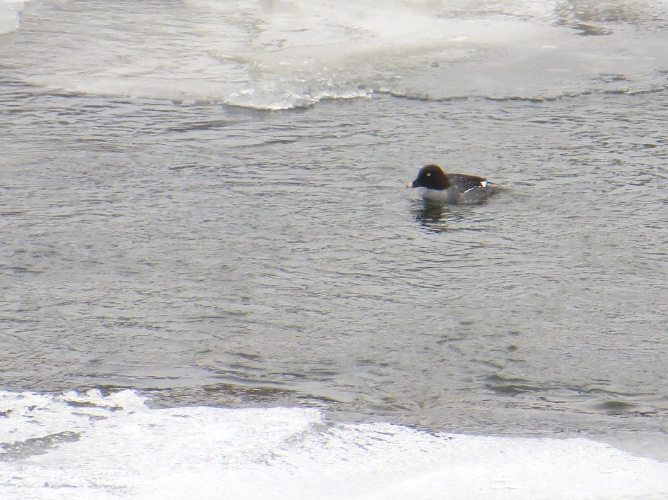 Common Goldeneye on the Winooski River