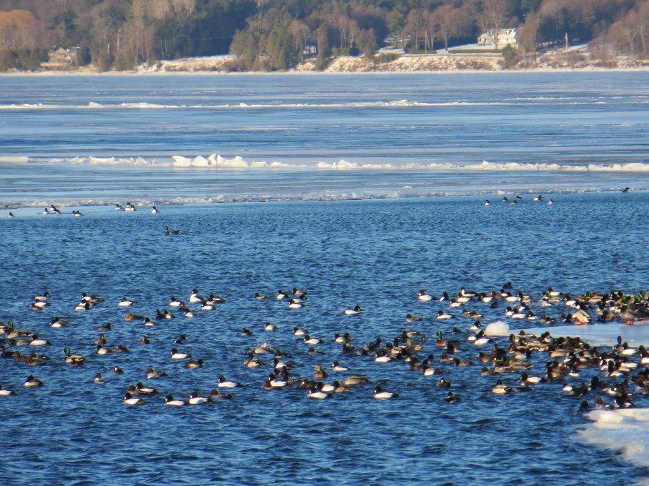 Seriously, how can I count all these little dudes?