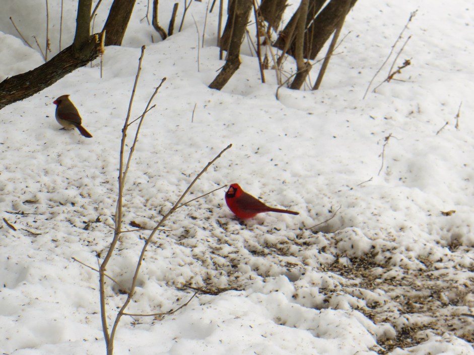 Male and female cardinal