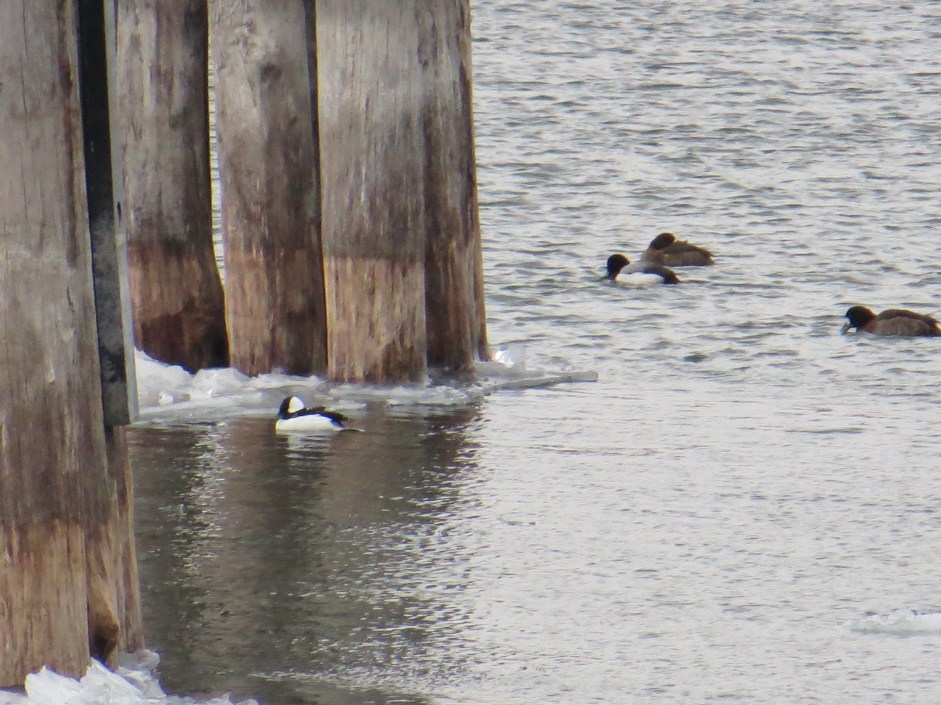 Bufflehead and scaups prowling the pylons