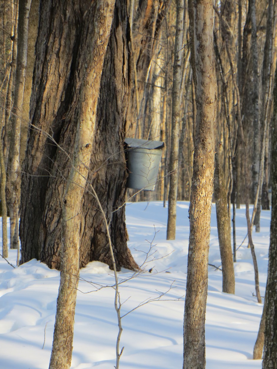 Ready for Sap to Run