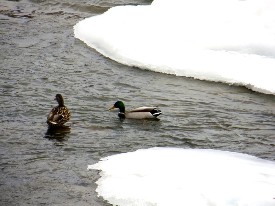 Mallards on the Winooski River
