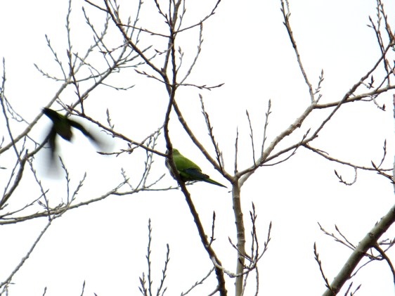 The best photo of the Monk Parakeets I could get by the time I pulled out the camera