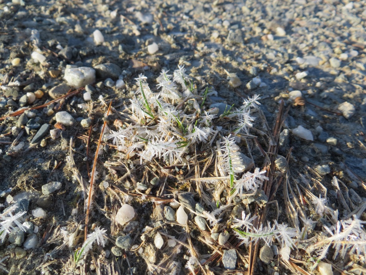 Frost after tax day