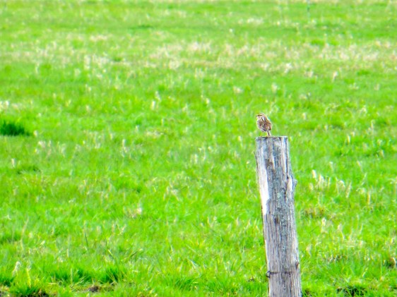 Savannah Sparrow enjoying the spring day