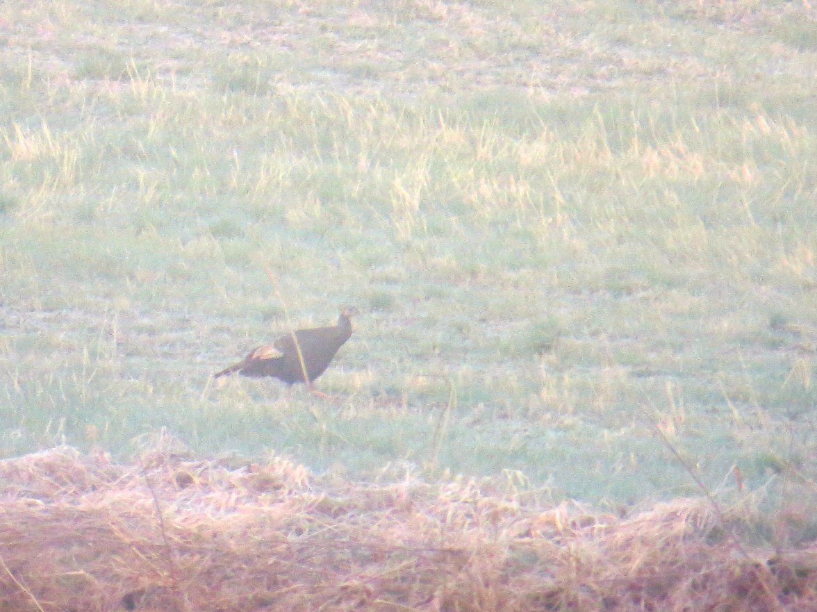 Turkey in the fog