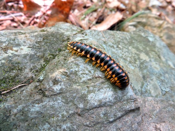 Millipedes were everywhere today