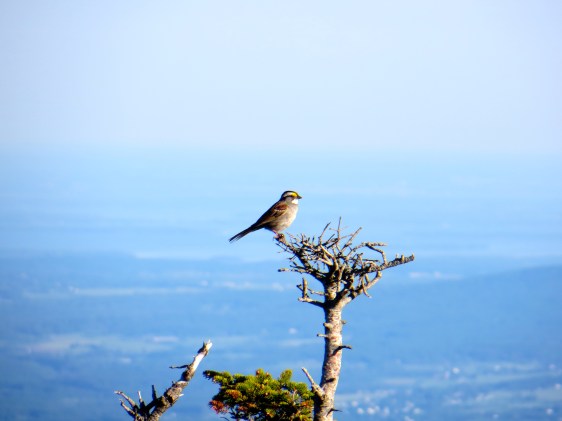 White-Throated Sparrow on the ridge