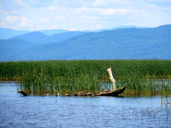 We also saw basking map turtles