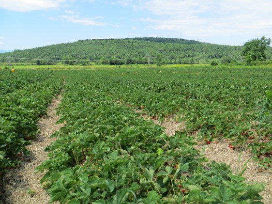 Rows of berries stretching into the summer sun