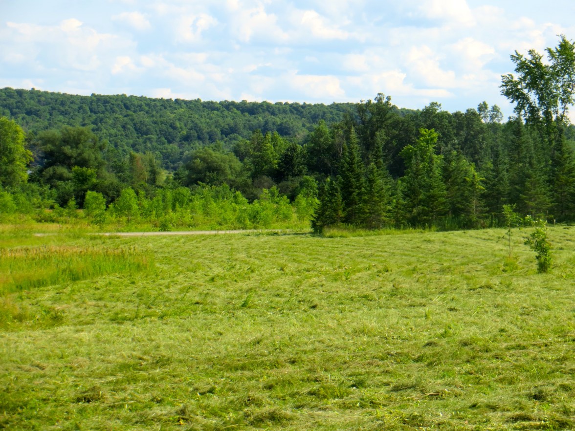Upper field cut