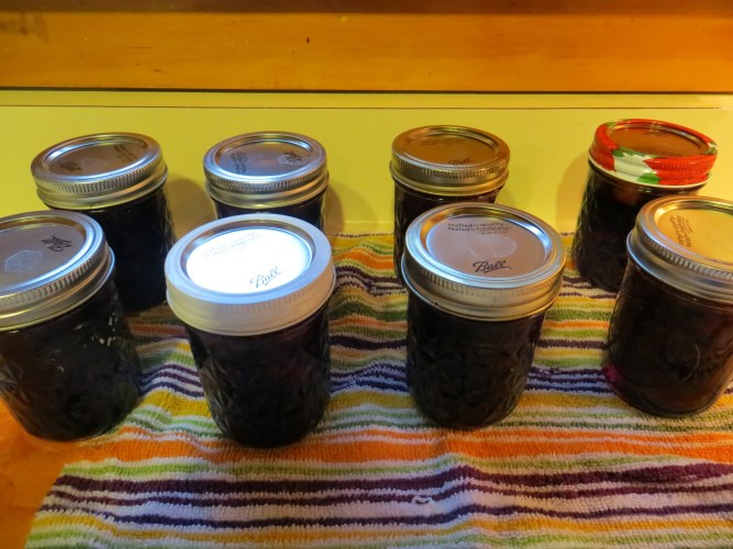 Blueberry mango jam cooling on the counter