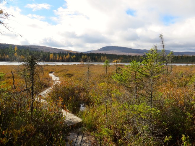 Moose Bog