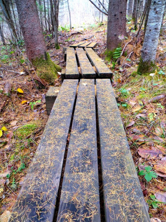 Tamarack needles on the trail