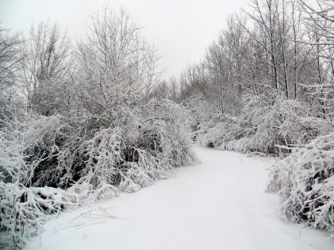 Droopy trees on the trail