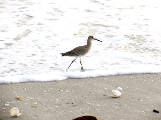 Willets were plentiful--I saw hundreds of them