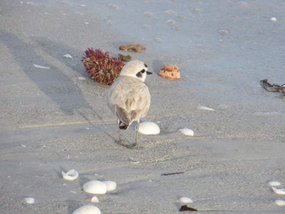 Snowy Plover