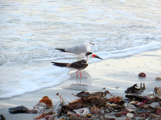 Black Skimmer landed on the beach one morning; I saw over a hundred that day