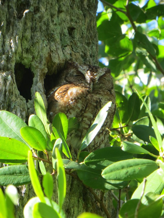 A trip highlight: Eastern Screech-Owl in plan sight. My family all got to see it as well.