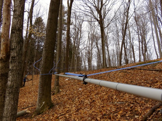 Sap lines running downhill but mostly frozen 