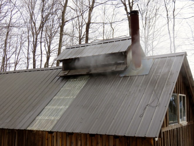 Steam just making its way out of the sugarhouse