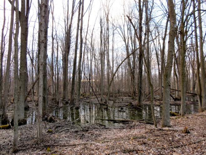 Perfect Place to Find Rusty Blackbirds